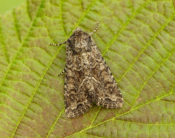 73.154 BF2330 Dusky Brocade Apamea remissa