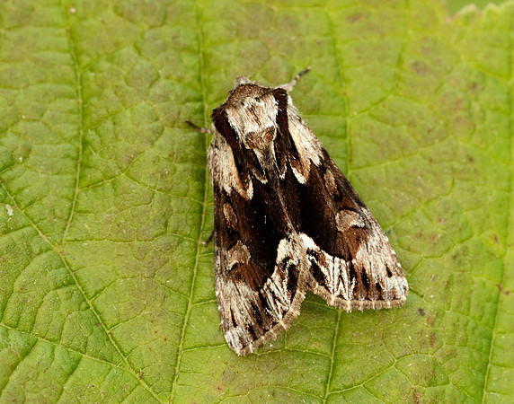 73.110 BF2320 Saxon Hyppa rectilinea