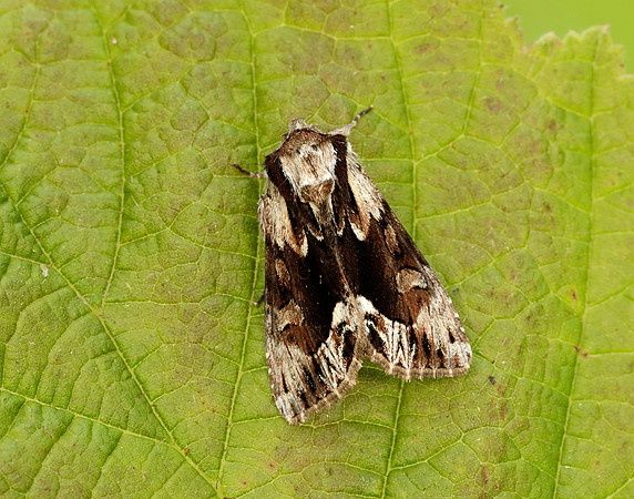 73.110 BF2320 Saxon Hyppa rectilinea