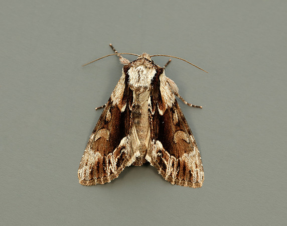 73.110 BF2320 Saxon Hyppa rectilinea