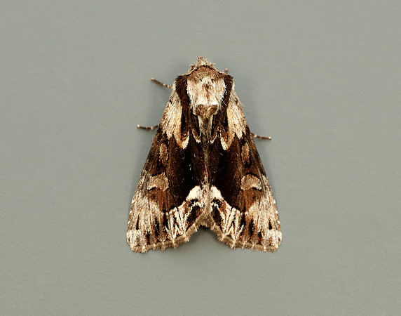 73.110 BF2320 Saxon Hyppa rectilinea