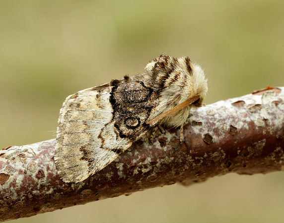 73.032 BF2425 Nut-tree Tussock Colocasia coryli