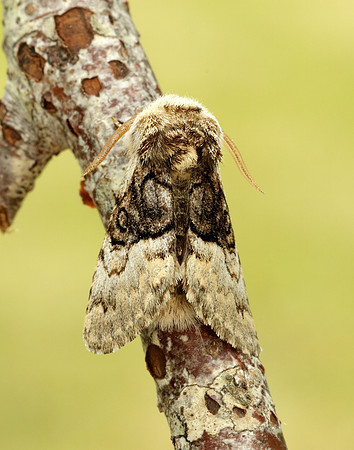 73.032 BF2425 Nut-tree Tussock Colocasia coryli