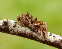 73.016 BF2442 Beautiful Golden Y Autographa pulchrina