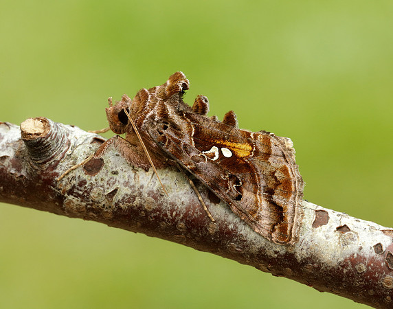 73.016 BF2442 Beautiful Golden Y Autographa pulchrina