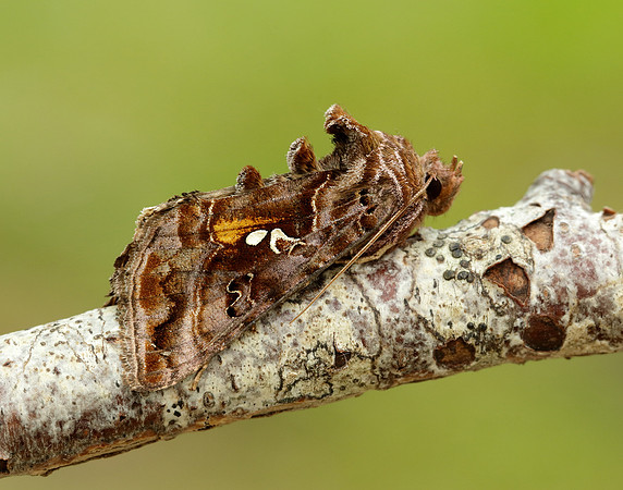 73.016 BF2442 Beautiful Golden Y Autographa pulchrina