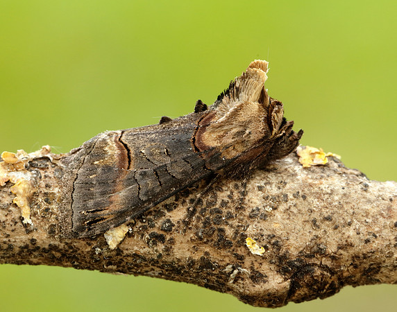 73.002 BF2449 Dark Spectacle Abrostola triplasia