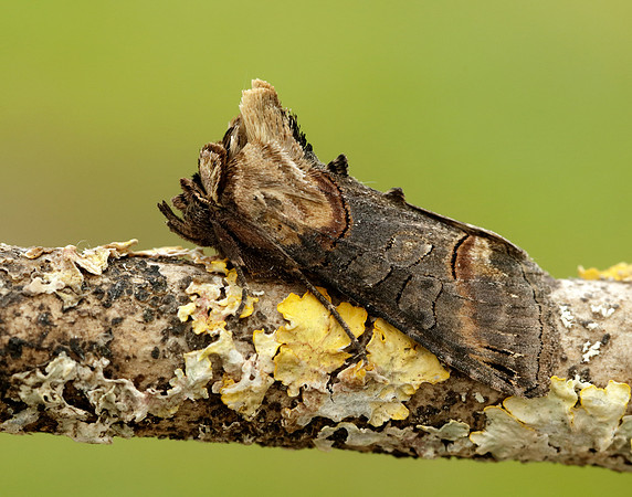 73.002 BF2449 Dark Spectacle Abrostola triplasia