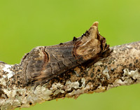 73.002 BF2449 Dark Spectacle Abrostola triplasia