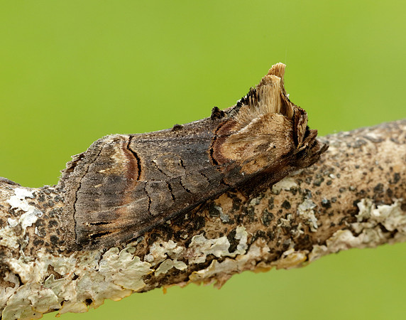 73.002 BF2449 Dark Spectacle Abrostola triplasia