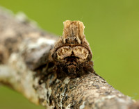 73.002 BF2449 Dark Spectacle Abrostola triplasia