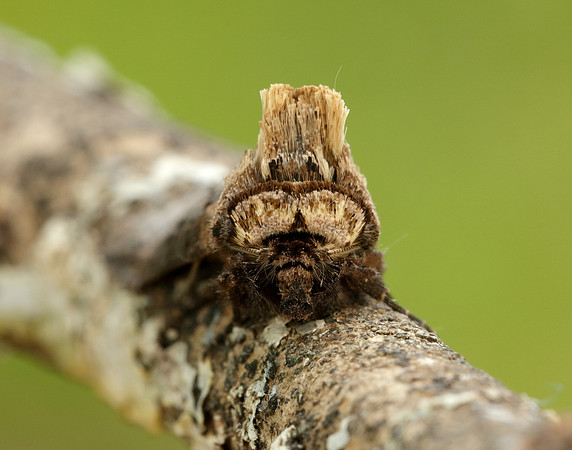 73.002 BF2449 Dark Spectacle Abrostola triplasia