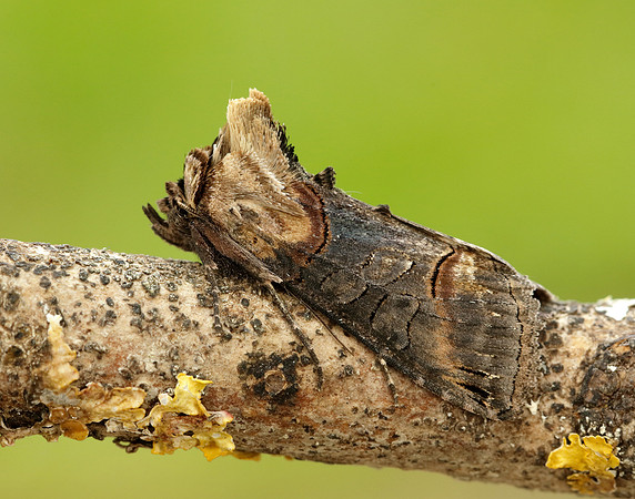 73.002 BF2449 Dark Spectacle Abrostola triplasia