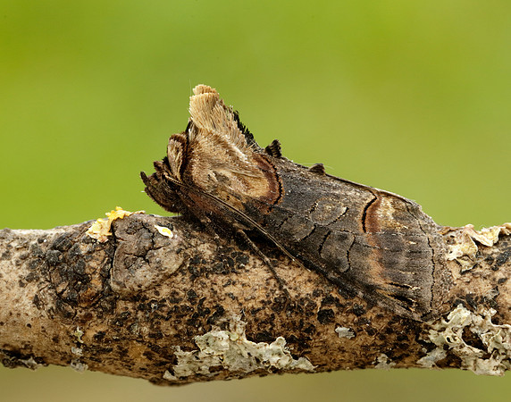 73.002 BF2449 Dark Spectacle Abrostola triplasia