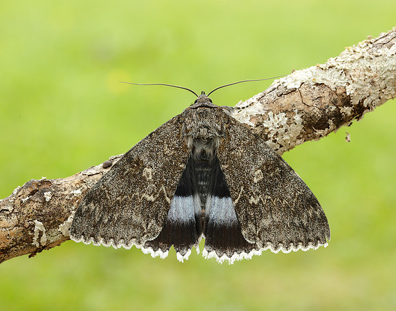 72.076 BF2451 Clifden Nonpareil Catacola fraxini