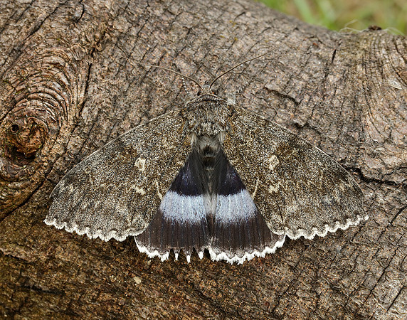 72.076 BF2451 Clifden Nonpareil Catacola fraxini