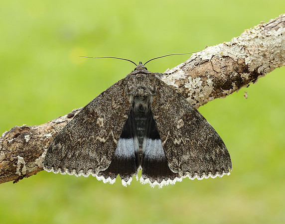 72.076 BF2451 Clifden Nonpareil Catacola fraxini