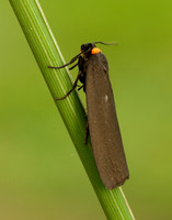 72.042 BF2039 Red-necked Footman Atolmis rubricollis