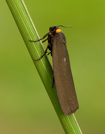 72.042 BF2039 Red-necked Footman Atolmis rubricollis