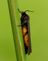72.042 BF2039 Red-necked Footman Atolmis rubricollis