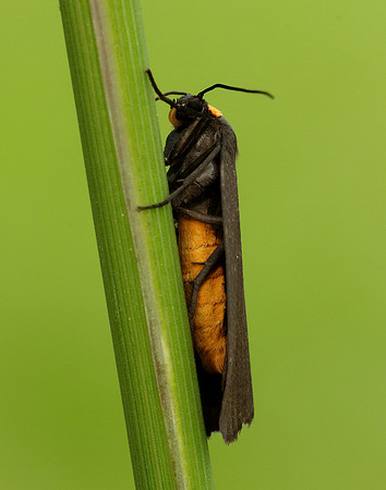 72.042 BF2039 Red-necked Footman Atolmis rubricollis