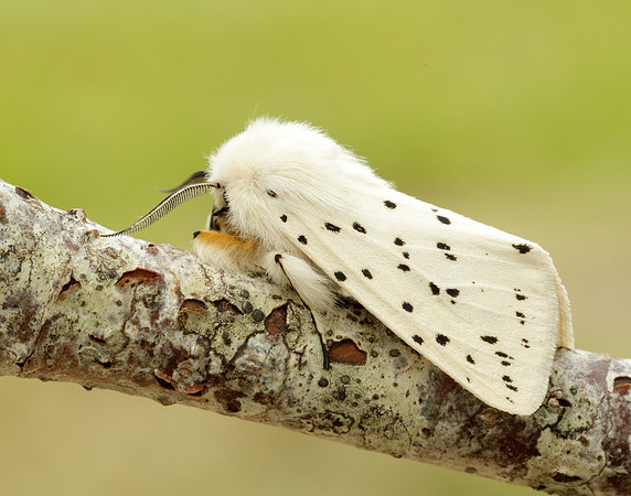 72.020 BF2060 White Ermine Spilosoma lubricipeda