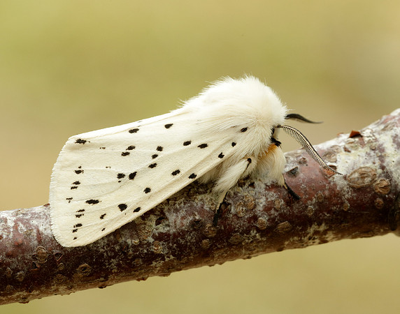 72.020 BF2060 White Ermine Spilosoma lubricipeda