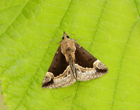 71.020 BF2011 Pale Prominent Pterostoma palpina