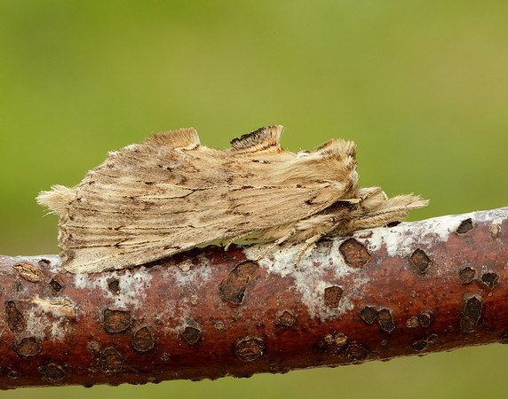 71.020 BF2011 Pale Prominent Pterostoma palpina