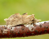 71.020 BF2011 Pale Prominent Pterostoma palpina