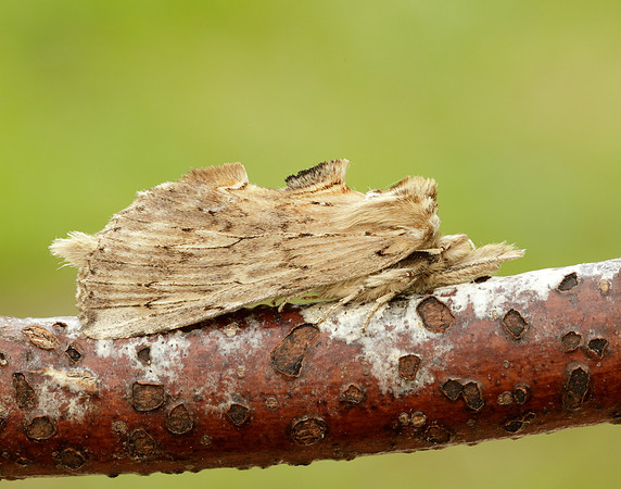71.020 BF2011 Pale Prominent Pterostoma palpina