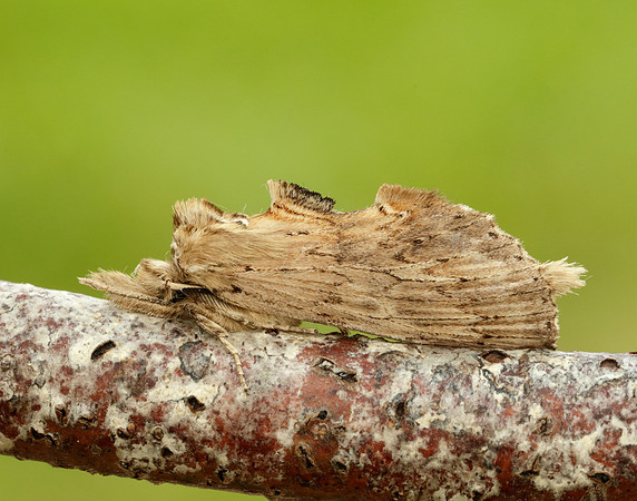 71.020 BF2011 Pale Prominent Pterostoma palpina
