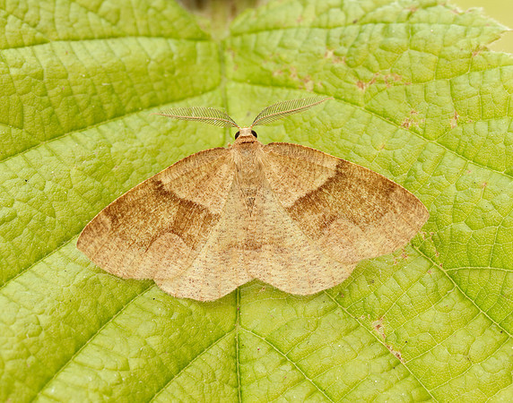 70.284 BF1962 Barred Red Hylaea fasciaria