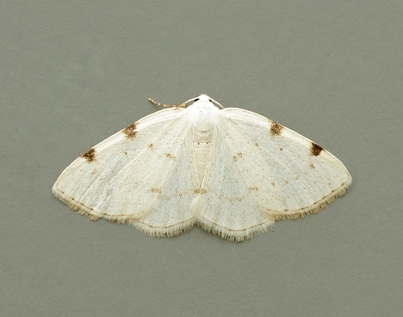 70.279 BF1957 White-pinion Spotted Lomographa bimaculata