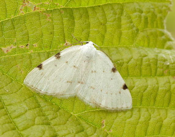 70.279 BF1957 White-pinion Spotted Lomographa bimaculata