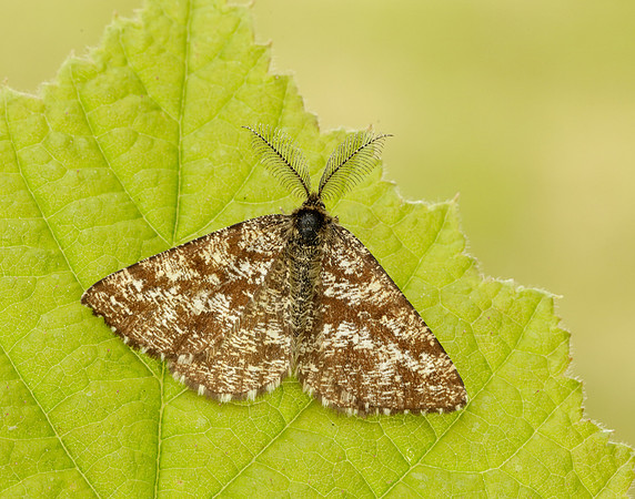 70.275 BF1952 Common Heath Ematurga atomaria