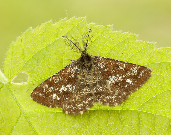 70.275 BF1952 Common Heath Ematurga atomaria