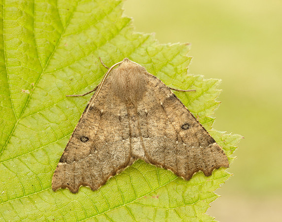 70.240 BF1920 Scalloped Hazel Odontopera bidentata