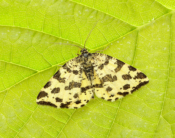 70.229 BF1909 Speckled Yellow Pseudopanthera macularia