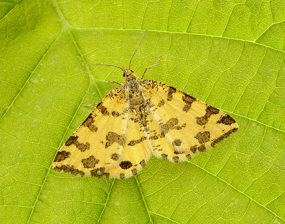 70.229 BF1909 Speckled Yellow Pseudopanthera macularia