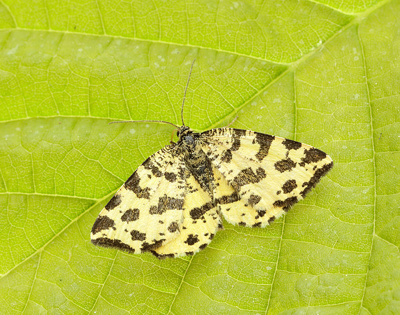 70.229 BF1909 Speckled Yellow Pseudopanthera macularia