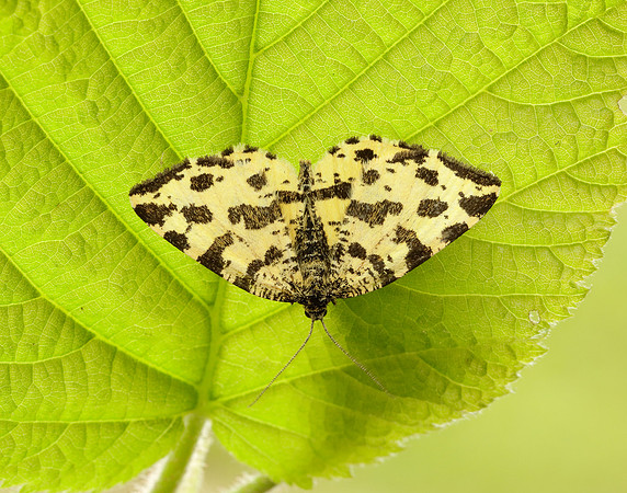70.229 BF1909 Speckled Yellow Pseudopanthera macularia