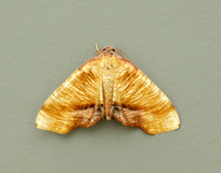 70.224 BF1904 Scorched Wing Plagodis dolabraria