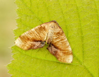 70.224 BF1904 Scorched Wing Plagodis dolabraria