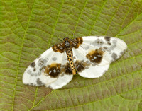 70.206 BF1885 Clouded Magpie Abraxas sylvata