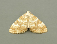 70.138 BF1808 Sandy Carpet Perizoma flavofasciata