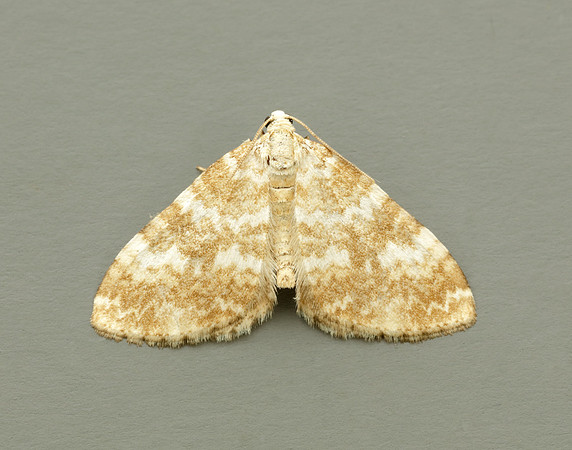 70.138 BF1808 Sandy Carpet Perizoma flavofasciata