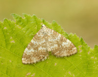 70.138 BF1808 Sandy Carpet Perizoma flavofasciata
