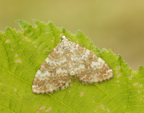 70.138 BF1808 Sandy Carpet Perizoma flavofasciata