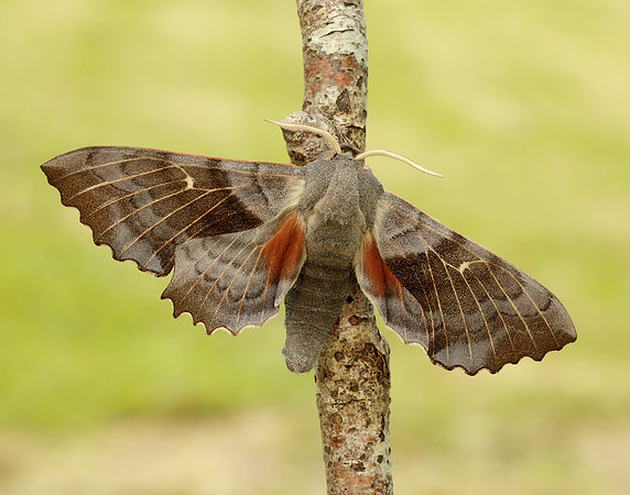 69.003 BF1981 Poplar Hawk-moth Laothoe populi